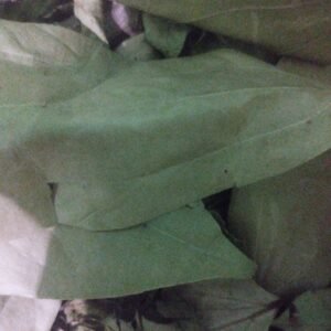 Sukha tejpatta