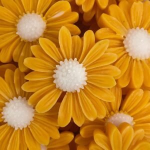 Daisy flowers| floating candles